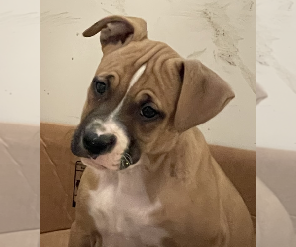Medium Photo #4 American Staffordshire Terrier-Boxer Mix Puppy For Sale in Unionville, PA, USA