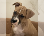 Small #3 American Staffordshire Terrier-Boxer Mix