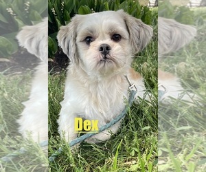 Father of the Shih Tzu puppies born on 05/29/2026