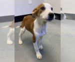 Small #3 Mutt