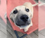 Small #15 Labrador Retriever Mix