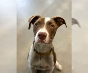 Labrador Retriever-Unknown Mix Dogs for adoption in Sterling, MA, USA