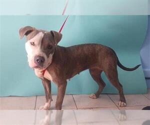 American Pit Bull Terrier Dogs for adoption in Downey, CA, USA