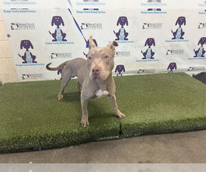 Mutt Dogs for adoption in Orlando, FL, USA