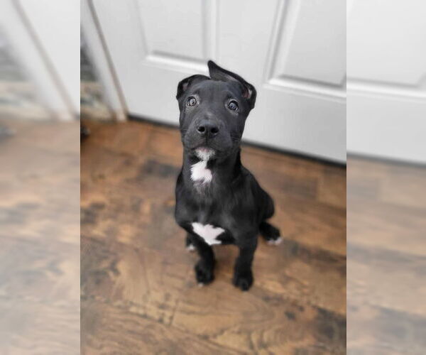 Medium Photo #23 German Shepherd Dog-Unknown Mix Puppy For Sale in Imlay City, MI, USA