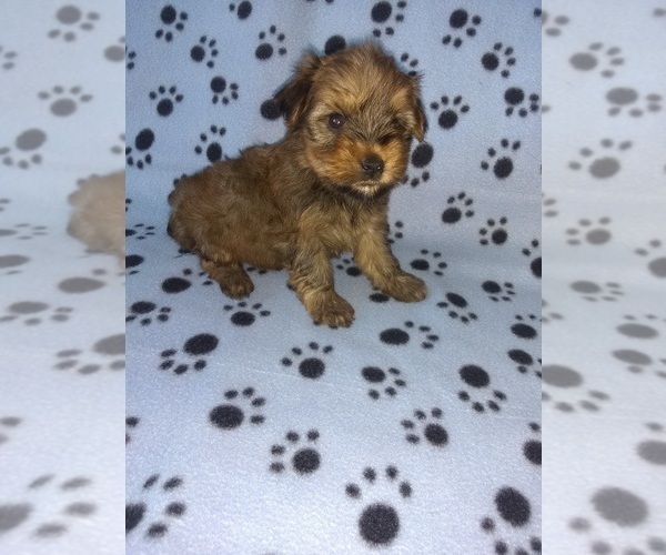 Medium Photo #10 Yorkshire Terrier Puppy For Sale in LAPEER, MI, USA