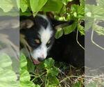 Small #3 Aussie-Corgi