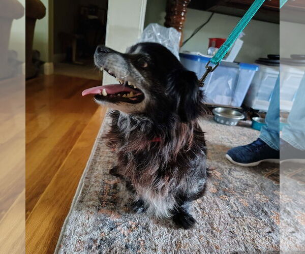 Medium Photo #3 Chihuahua-Unknown Mix Puppy For Sale in San Jose, CA, USA