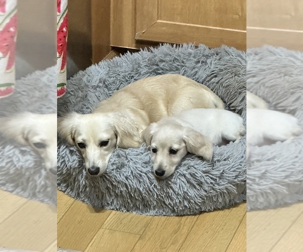 Medium Photo #1 Dachshund Puppy For Sale in LIVINGSTON, LA, USA