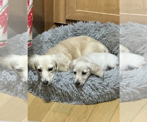 Father of the Dachshund puppies born on 01/12/2026