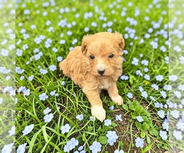 Medium Photo #4 Goldendoodle mix (+ Poodle Toy) Puppy For Sale in RUSSELLVILLE, KY, USA