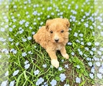 Puppy Max Goldendoodle mix (+ Poodle Toy)