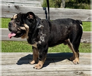 Father of the Bulldog puppies born on 07/23/2026