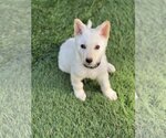 Small Photo #18 Unknown-white german shepherd Mix Puppy For Sale in Dana Point, CA, USA