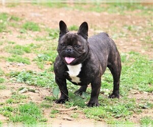 Mother of the French Bulldog puppies born on 06/25/2022