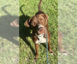 Vizsla Dogs for adoption in Fort Lauderdale, FL, USA