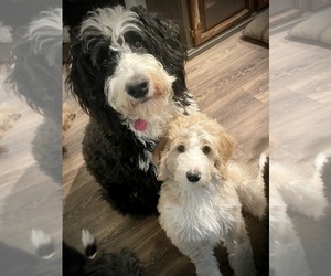 Mother of the Bernedoodle-Poodle (Standard) Mix puppies born on 06/23/2025