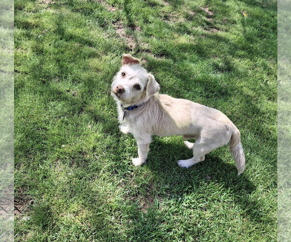 Medium Photo #3 Dachshund-Unknown Mix Puppy For Sale in Coldwater, MI, USA
