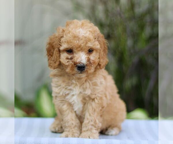 Medium Photo #4 Cavapoo Puppy For Sale in EAST EARL, PA, USA