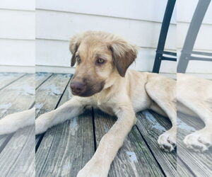 Medium Golden Retriever Mix