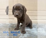 Puppy Male 2 Max Goldendoodle-Labrador Retriever Mix