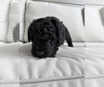 Small #2 Poodle (Miniature)