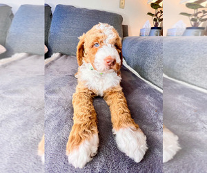 Goldendoodle Puppy for sale in LANCASTER, CA, USA