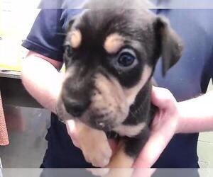 Labrador Retriever Dogs for adoption in Tulsa, OK, USA