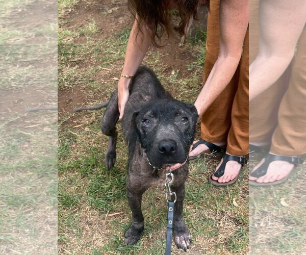 Medium Photo #2 Mountain Cur-Unknown Mix Puppy For Sale in San Diego, CA, USA