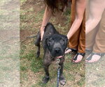 Small #1 Mountain Cur Mix