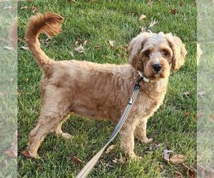 Mother of the Cavapoo puppies born on 04/02/2025