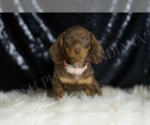 Small #1 Dachshund
