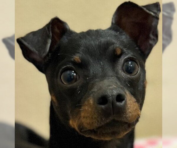 Medium Photo #1 Mutt Puppy For Sale in Pleasanton, CA, USA