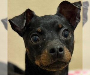 Mutt Dogs for adoption in Pleasanton, CA, USA