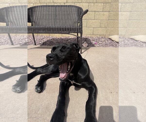 Medium Photo #5 Great Dane Puppy For Sale in Goodyear, AZ, USA