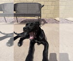 Small #4 Great Dane