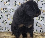 Small Photo #8 Bernedoodle Puppy For Sale in BLAKESBURG, IA, USA