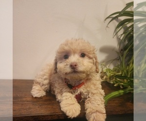 Poodle (Miniature) Puppy for sale in INDIANAPOLIS, IN, USA