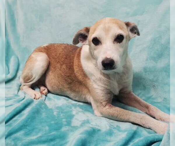 Medium Photo #1 Mutt Puppy For Sale in Lake City, MI, USA