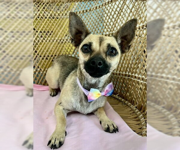 Medium Photo #1 Chihuahua-Unknown Mix Puppy For Sale in Bellevue, WA, USA