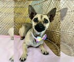 Small Chihuahua Mix