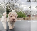 Small Photo #1 Chinese Shar-Pei Puppy For Sale in TOPEKA, KS, USA