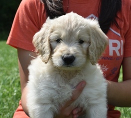 Goldendoodle Puppy for sale in MARSHALL, VA, USA