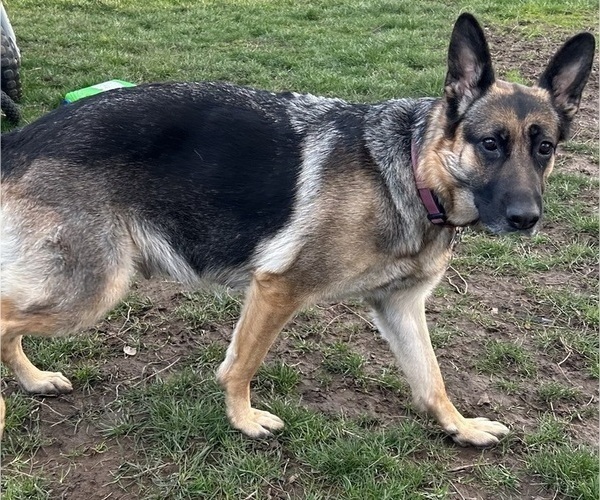 Medium Photo #1 German Shepherd Dog Puppy For Sale in EUGENE, OR, USA