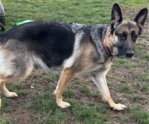 Mother of the German Shepherd Dog puppies born on 05/04/2025