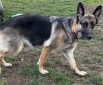 Small Photo #1 German Shepherd Dog Puppy For Sale in EUGENE, OR, USA