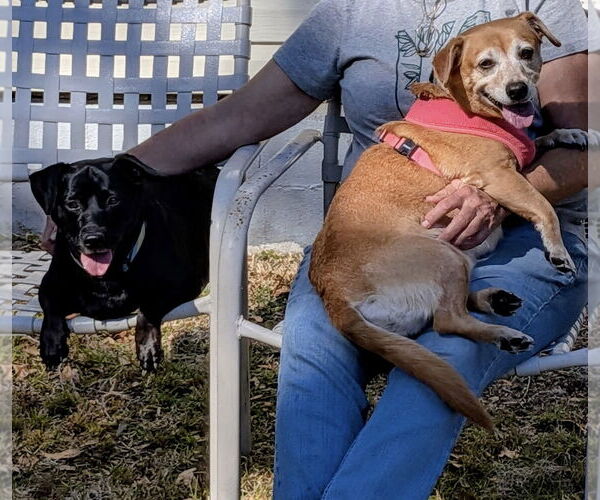 Medium Photo #5 Chiweenie Puppy For Sale in Sanford, FL, USA