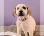 Small Photo #3 Borador Puppy For Sale in Sheridan, CO, USA