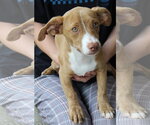 Small #1 Dachshund Mix