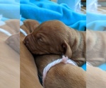 Small Photo #4 Vizsla Puppy For Sale in ELLSWORTH, ME, USA